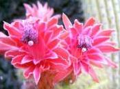 Cuando mayo mayea…