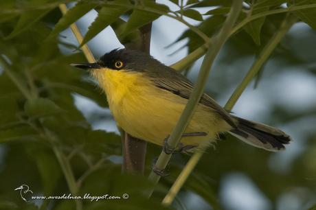 Mosqueta pico pala (Common tody-Tyrant) Todirostrum cinereum