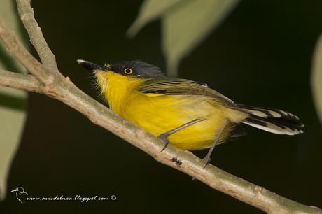 Mosqueta pico pala (Common tody-Tyrant) Todirostrum cinereum
