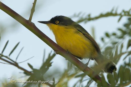 Mosqueta pico pala (Common tody-Tyrant) Todirostrum cinereum