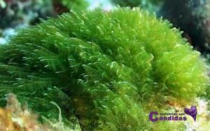 SUPERALIMENTOS y Candidiasis. Parte 1 spirulina, superalimentos y candidiasis