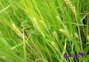 SUPERALIMENTOS y Candidiasis. Parte 1 hierba de cebada, superalimentos y candidiasis