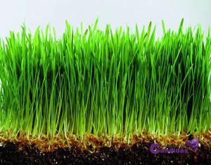 hierba de trigo superalimentos y candidiasis hierba de trigo superalimentos y candidiasis