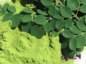 SUPERALIMENTOS y Candidiasis. Parte 1 moringa, superalimentos y candidiasis
