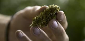 Habría menos violencia domestica entre las parejas casadas que consumen marihuana El mito más peligroso sobre la psicosis