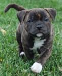 Staffordshire-Bull-Terrier-Brindle-Puppy-e1429877304638