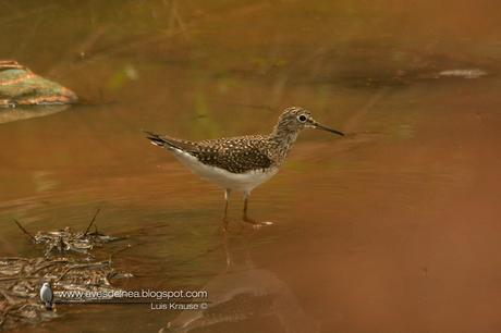 Pitotoy solitario (Solitary Sandpiper) Tringa solitaria