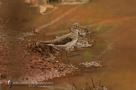 Pitotoy solitario (Solitary Sandpiper) Tringa solitaria