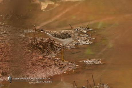 Pitotoy solitario (Solitary Sandpiper) Tringa solitaria