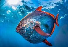 Pez luna; el pez de sangre caliente