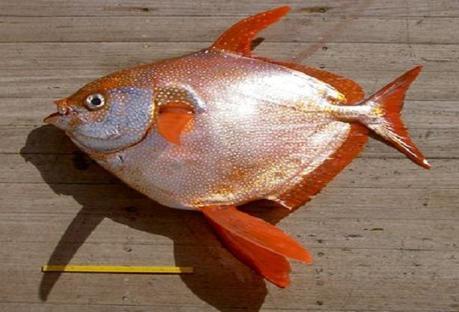 Pez luna; el pez de sangre caliente