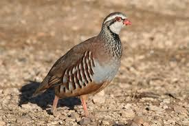 sueño con una perdiz