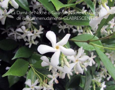 ramitas