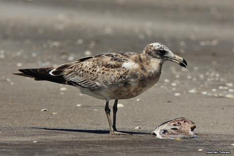 Gaviotas al mediodía