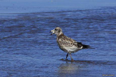 Gaviotas al mediodía