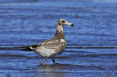 Gaviotas al mediodía
