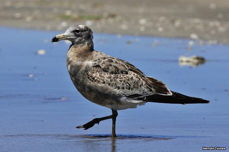 Gaviotas al mediodía
