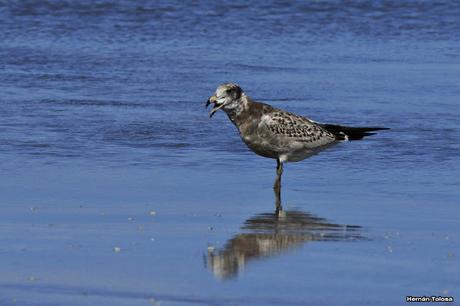 Gaviotas al mediodía
