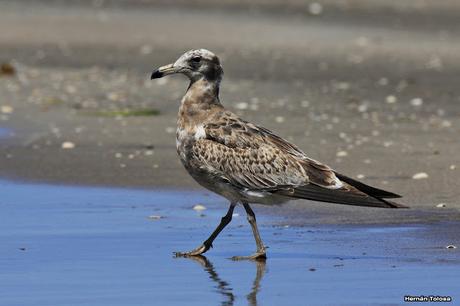 Gaviotas al mediodía