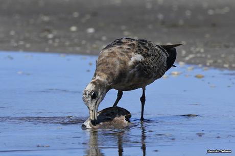 Gaviotas al mediodía
