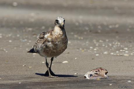 Gaviotas al mediodía