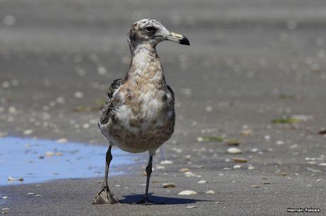 Gaviotas al mediodía