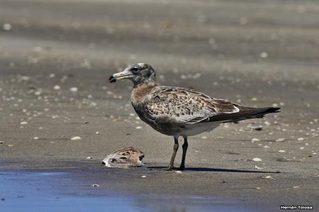 Gaviotas al mediodía