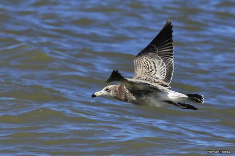 Gaviotas al mediodía