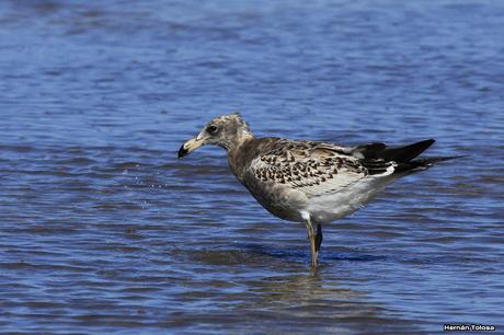 Gaviotas al mediodía