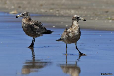 Gaviotas al mediodía