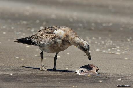 Gaviotas al mediodía
