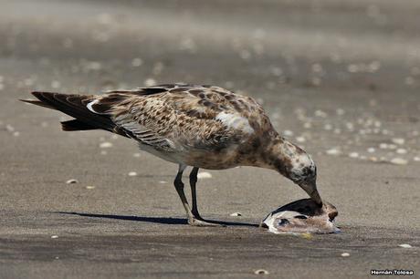 Gaviotas al mediodía