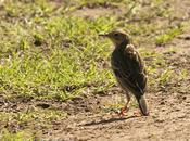 Cachirla chica (Yellowish Pipit) Anthus lutescens