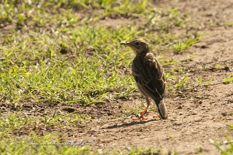 Cachirla chica (Yellowish Pipit) Anthus lutescens