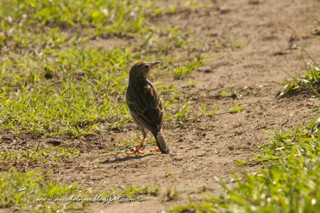 Cachirla chica (Yellowish Pipit) Anthus lutescens