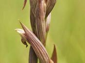 Serapias