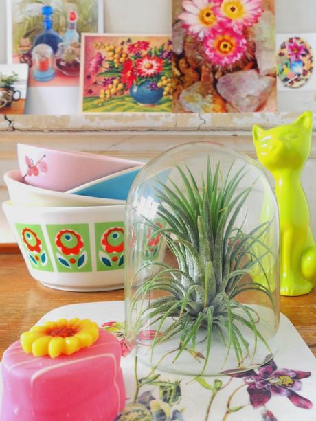 Mininos por doquier...