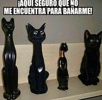 Mininos por doquier...