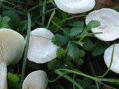 Elige bien comensal... muscarina