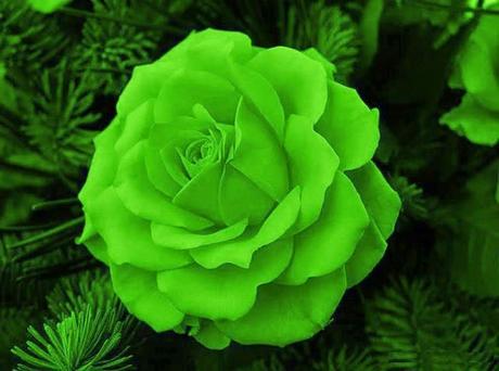 Cuestionario Anescris a Lisa Hughey