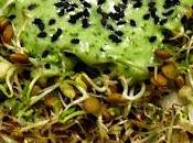 Ensalada trigo germinados tzatziki