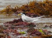 Charrancito primaveral