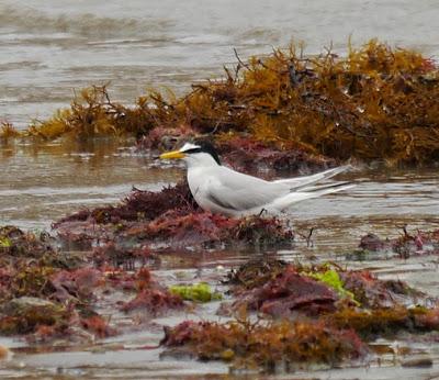 Charrancito primaveral