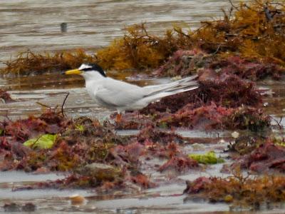Charrancito primaveral