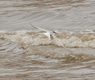 Charrancito primaveral