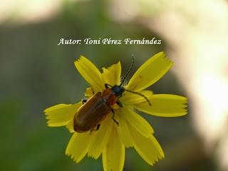 Exosoma lusitanicum (Linnaeus, 1767)