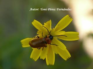 Exosoma lusitanicum (Linnaeus, 1767)