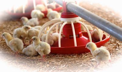 Equipos electrónicos para granjas de cerdos Equipos electrónicos para granjas de cerdos