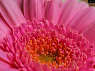 La escucha. Tercera parte. Los enemigos de la escucha