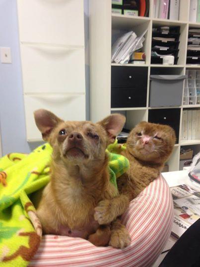 Gato que sufrió quemaduras en un fuego ofrece apoyo a otros animales en un hospital veterinario